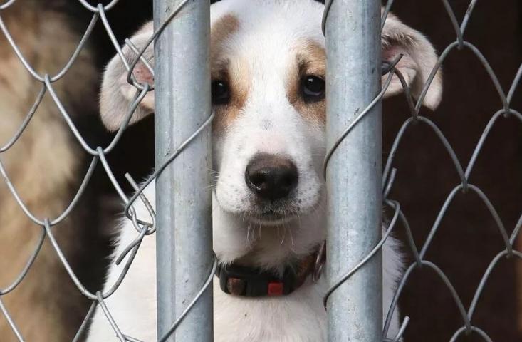 Законодательство по вопросам обращения с животными планируется урегулировать