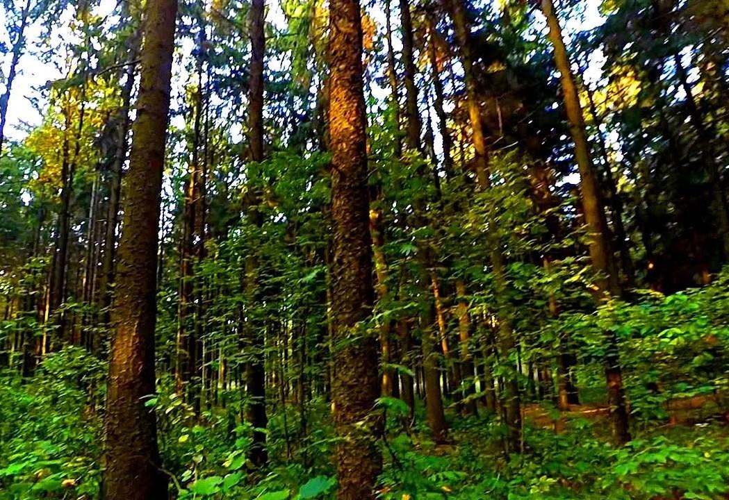 В Костюковичском районе снят запрет на посещение лесов