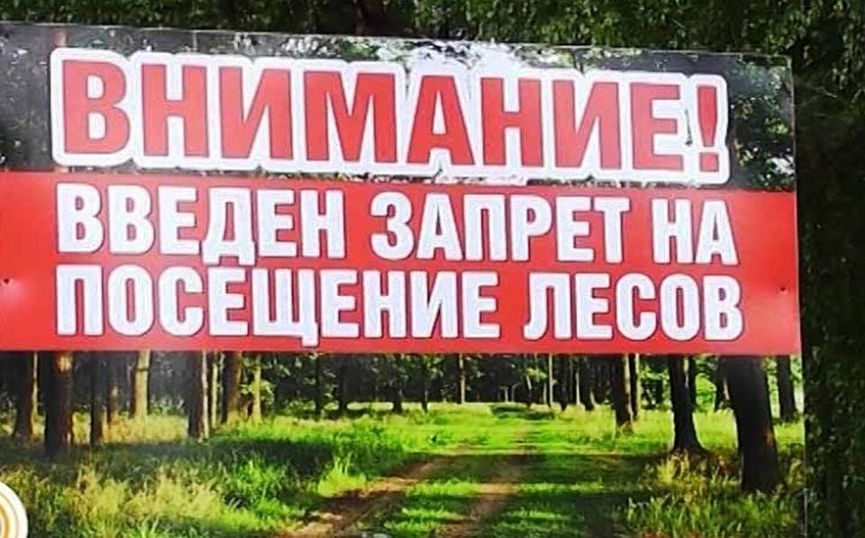 Запрет на посещение лесов введен в 14 районах Могилевской области