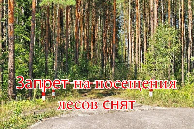 Запрет на посещение лесов в Костюковичском районе снят