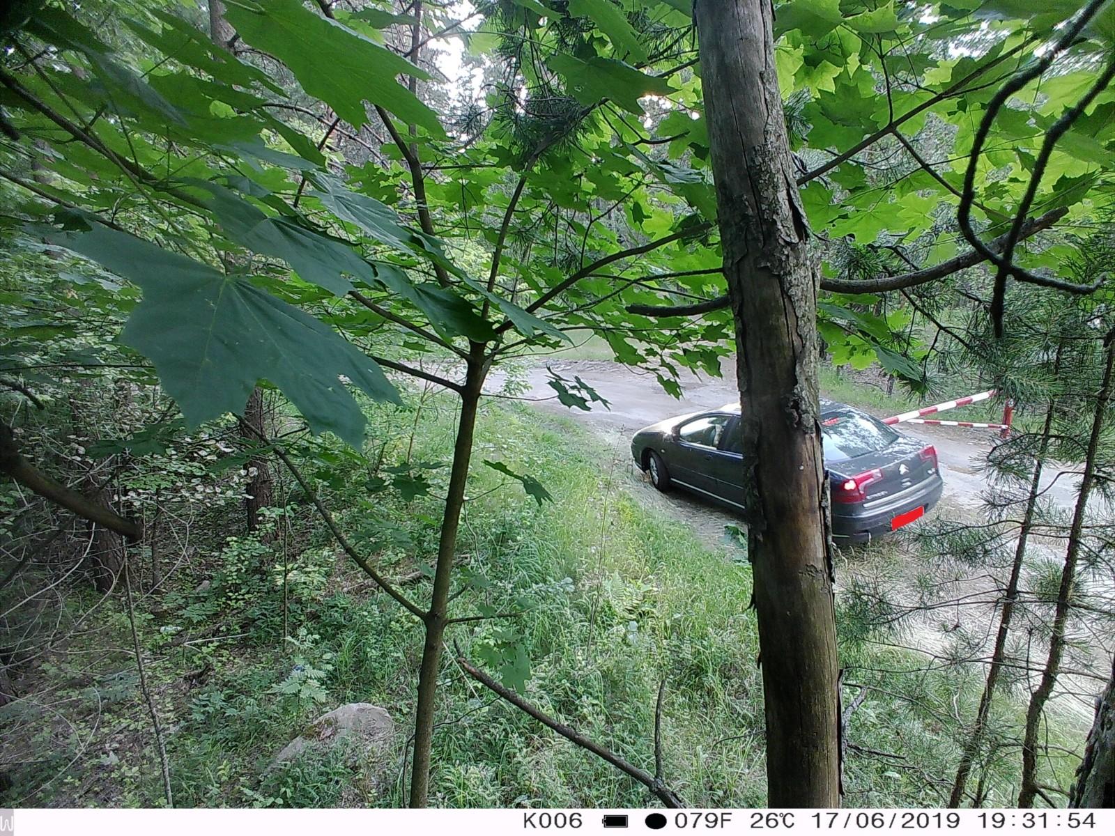 Нарушитель не останется незамеченным: во время запрета на посещение лесов фотоловушки в Костюковичах зафиксировали 20 автомобилей