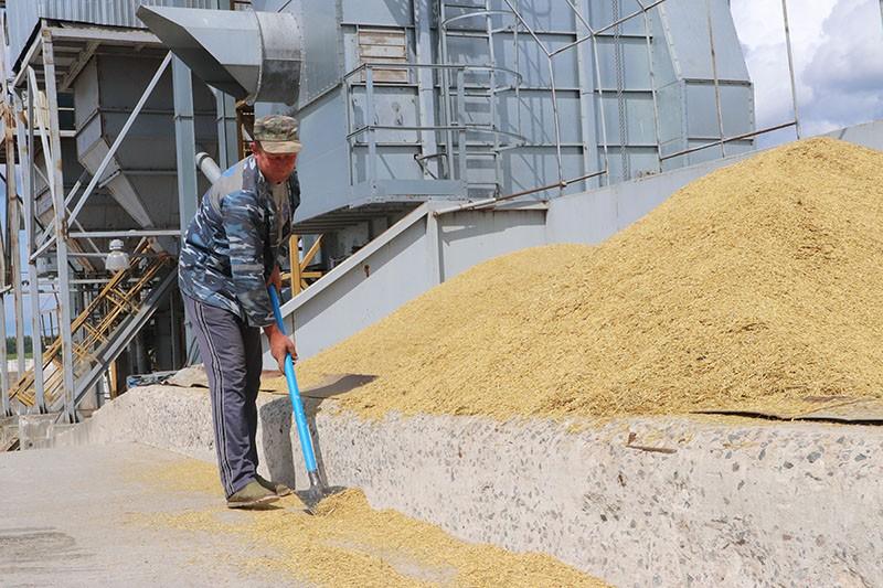 Аграрии филиала №1 «Цемагро» ОАО «Белорусский цементный завод» первыми в районе приступили к уборке зерновых