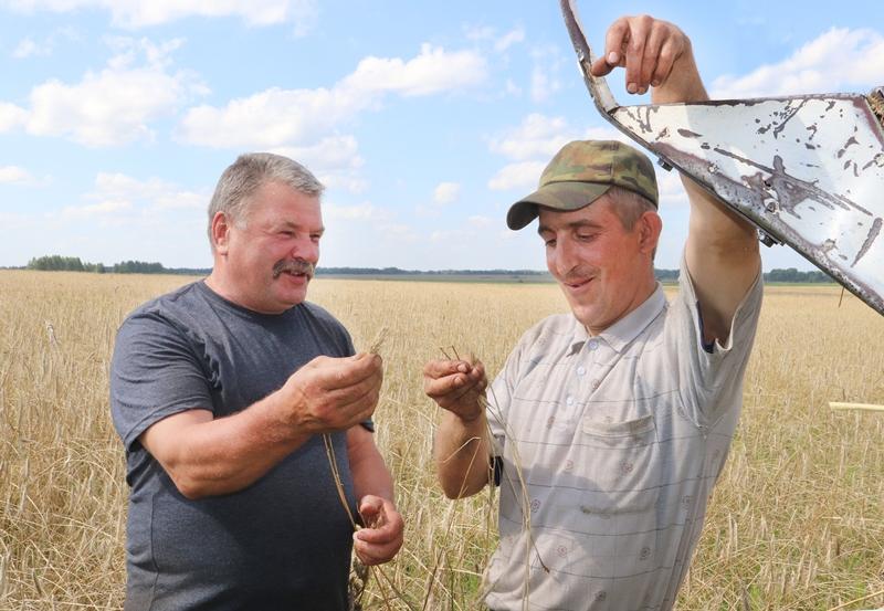 Аграрии КСУП «Селецкое» планируют получить урожай зерновых и зернобобовых не менее уровня предыдущего года