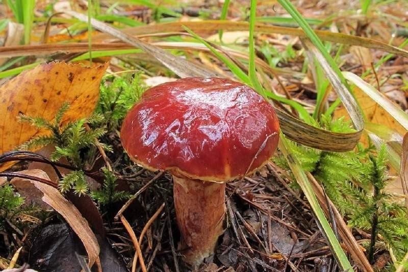 В Костюковичском районе зарегистрирован один случай отравления грибами