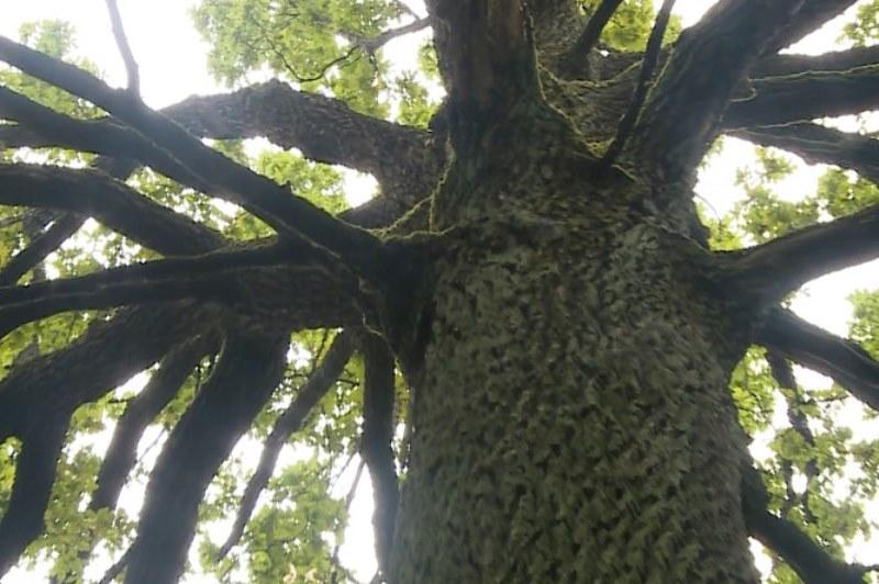 Уникальное дерево растет в Костюковичских лесах