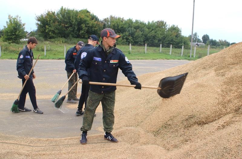 Студенческий отряд имени Александра Листратенко активно трудится на зернотоке КСУП «Парижская Слобода»