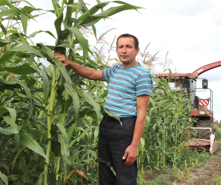 В сельскохозяйственных организациях Костюковщины активно ведется заготовка кукурузы на силос
