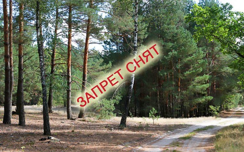 Запрет на посещение лесов полностью снят в Костюковичском районе