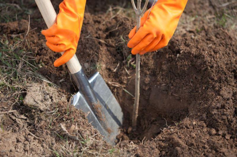 Более 1200 деревьев планируют посадить в Костюковичском районе