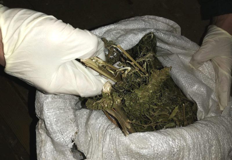 С начала 2019 года могилевские таможенники изъяли более 880 грамм марихуаны