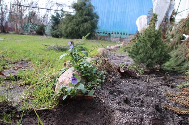 Весна зимой : В Костюковичах зацвели подснежники