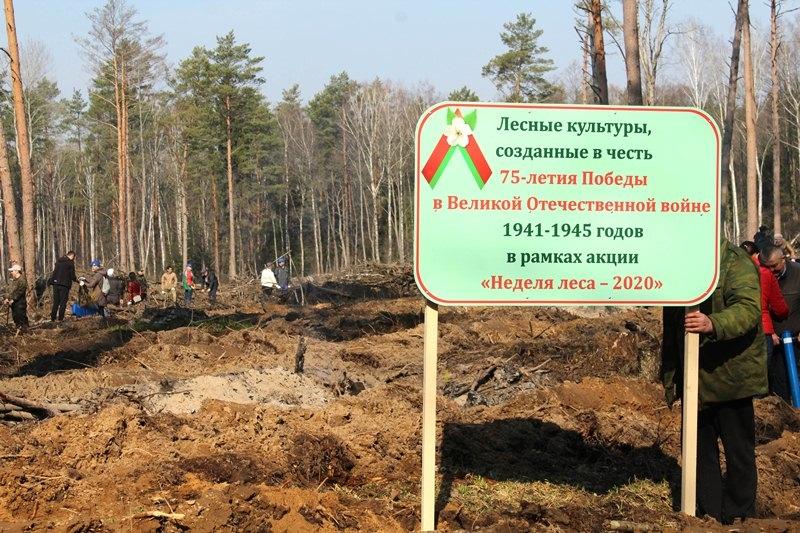 Деревьев много не бывает: Более 20 тысяч саженцев высадили в Костюковичах в рамках акции «Неделя леса»