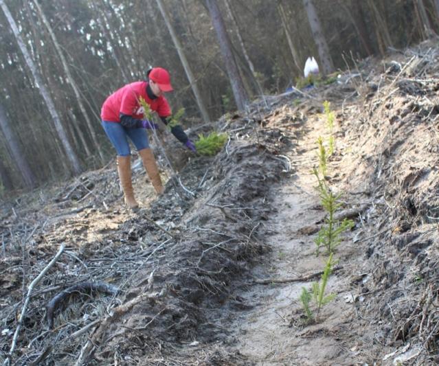 Деревьев много не бывает: Более 20 тысяч саженцев высадили в Костюковичах в рамках акции «Неделя леса»