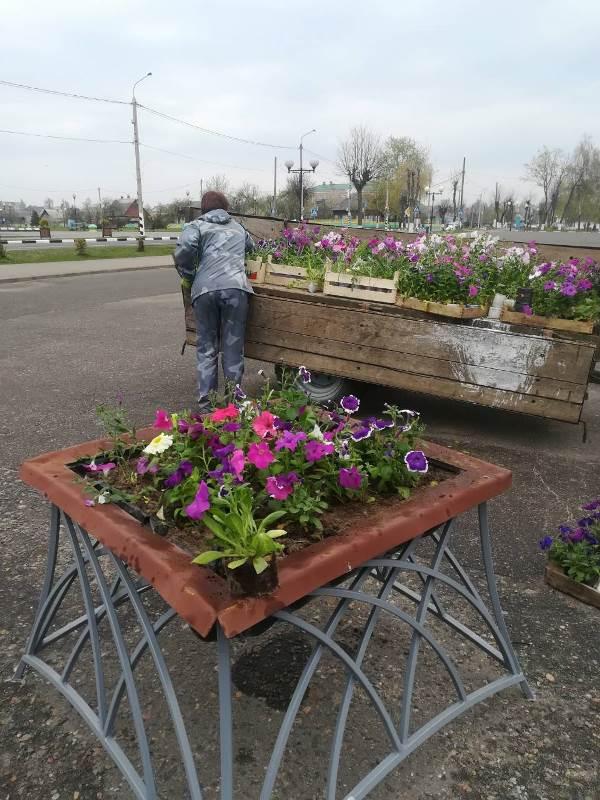 69 тысяч цветов планируют высадить работники ЖКХ в Костюковичах