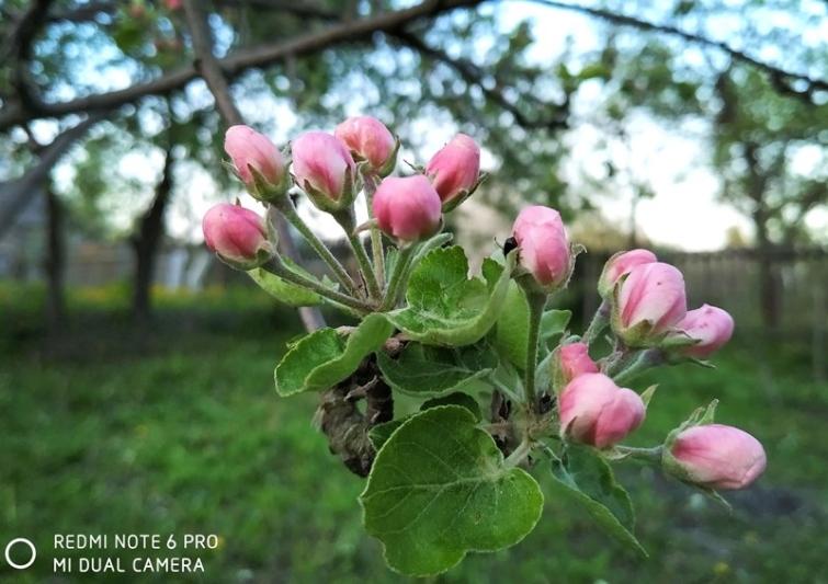 Вы только посмотрите, как цветут сады в Костюковичах (+ фото)