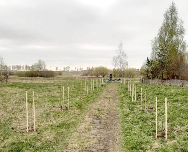 Активная молодежь Костюковичского лесхоза в День труда высадила аллею рябин