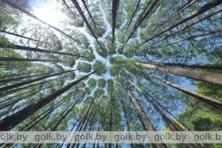 В Костюковичах введены ограничения на посещение хвойной группы лесов