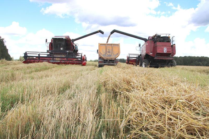 В Костюковичском районе началась массовая уборка зерновых