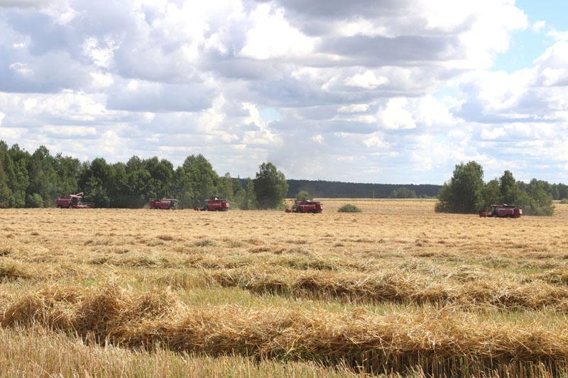 В Костюковичском районе началась массовая уборка зерновых