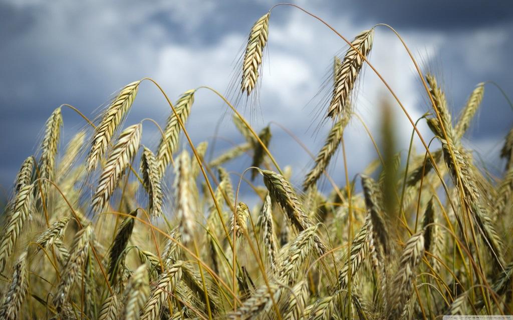 Урожай зерновых на треть больше прошлогоднего - Лукашенко поздравил аграриев Могилевской области