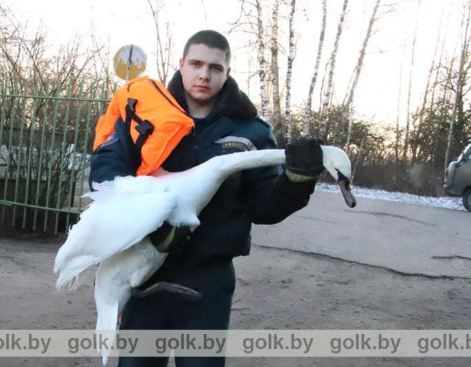 В Костюковичском районе спасен еще один лебедь на замерзшем водоеме (фото+видео)