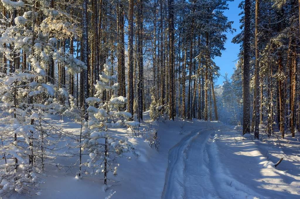 Морозы до -29°С ожидаются в Беларуси к концу недели