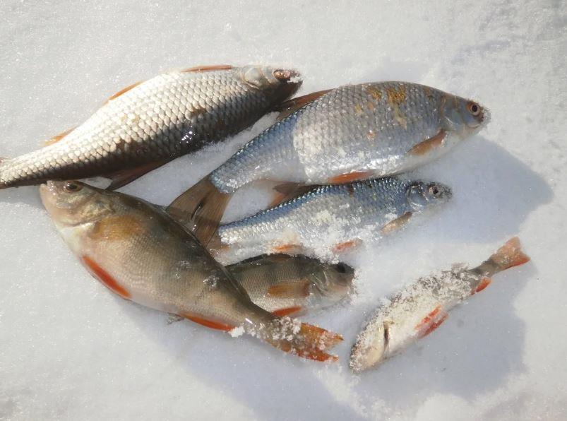 Замор рыбы зимой - особенности, причины и способы предотвращения