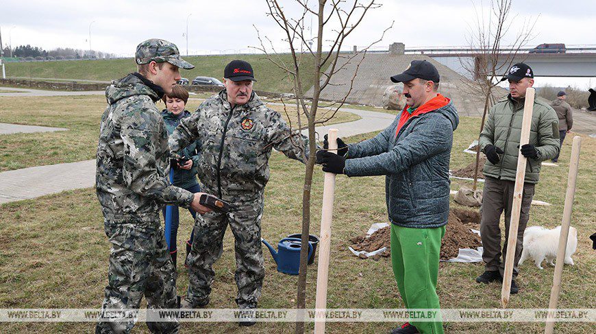 Лукашенко в день субботника высаживал деревья на своей малой родине в Александрии