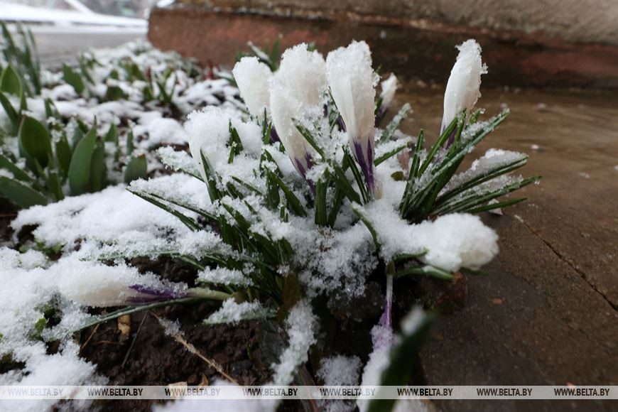 Фотофакт: в Могилеве в разгар весны выпал снег
