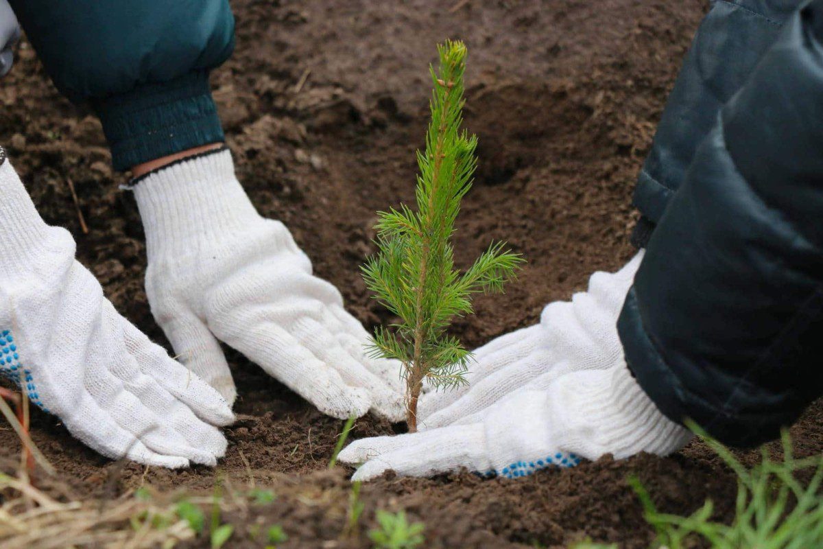 Более 33 млн деревьев высадили в Беларуси во время Недели леса