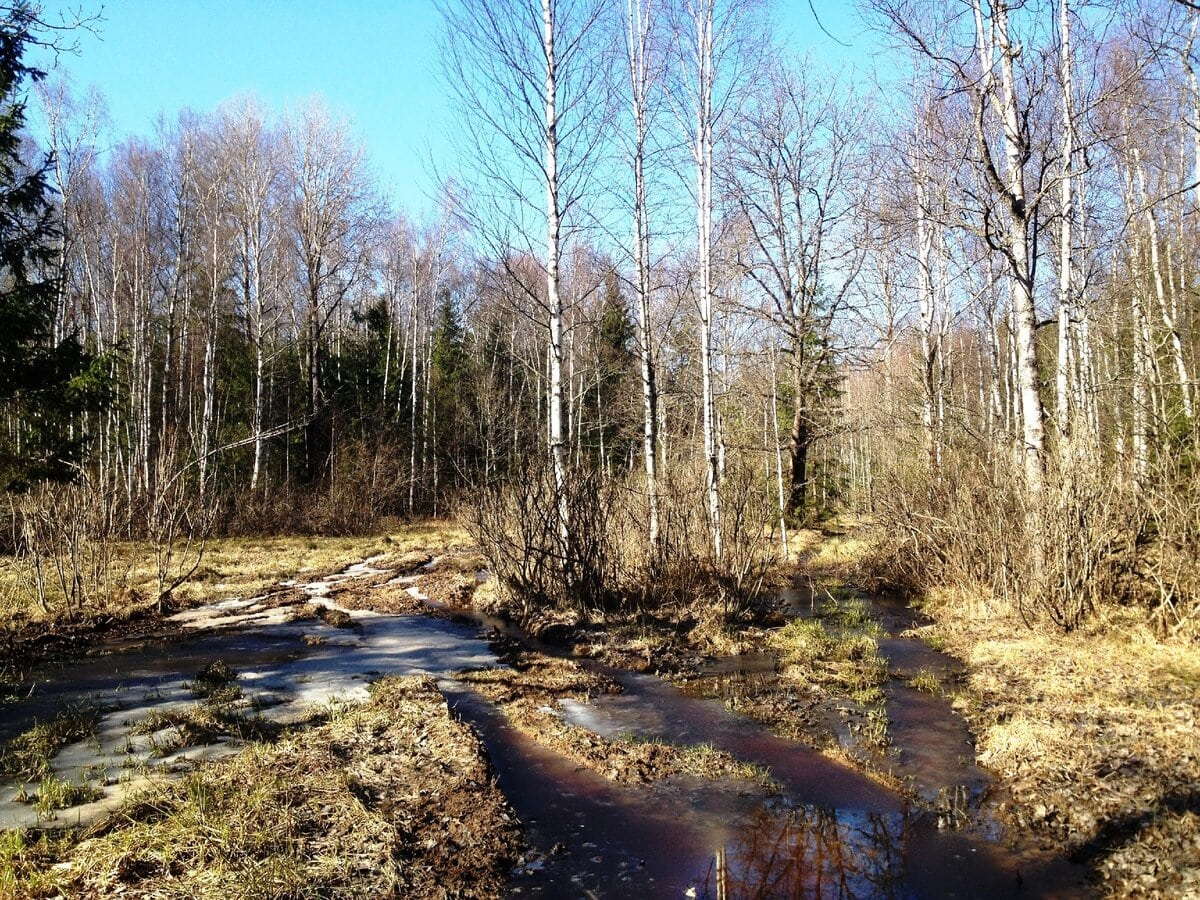 Мертвой в болоте нашли 23-летнюю девушку в Климовичском районе
