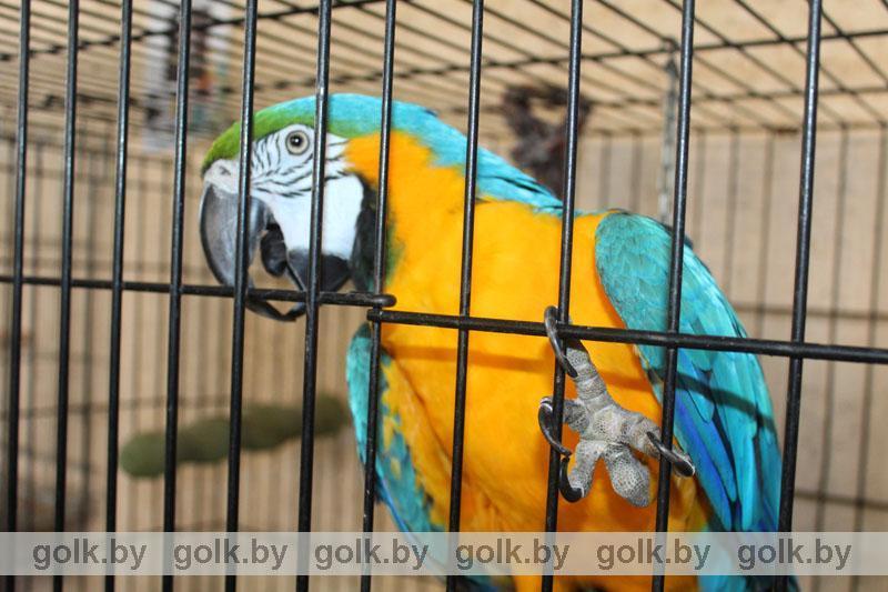Разговорчивый Кеша и ревнивая Кира: выставка попугаев проходит в музее