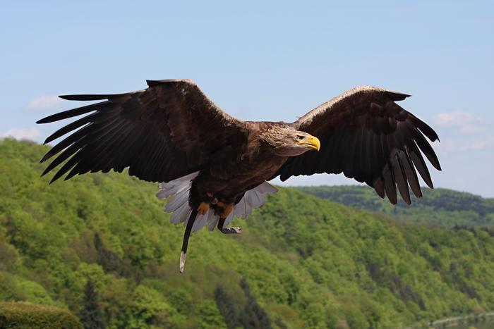 Новый вид крупных хищных птиц зафиксирован в Беларуси. Видео