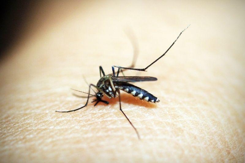 В Украине зафиксировали три случая редкой болезни, передаваемой через укусы комаров