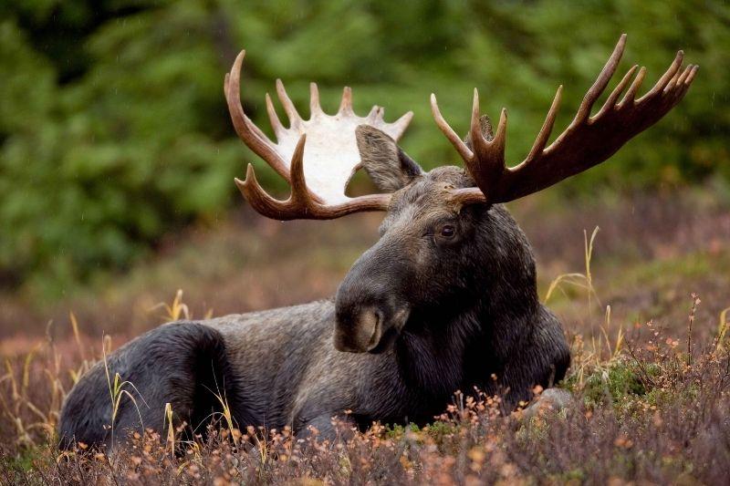 В Климовичском районе задержаны браконьеры, убившие лося