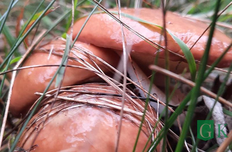 Любителям грибов-ягод на заметку: как не принести в лукошке радионуклиды