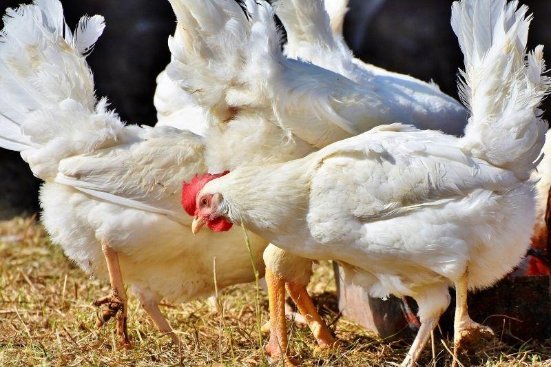 Будет ли дальше дорожать курица в магазинах и другие «социальные» продукты?