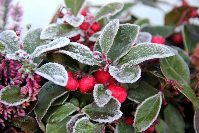 Сухая погода с ночными заморозками ожидается в Беларуси в выходные
