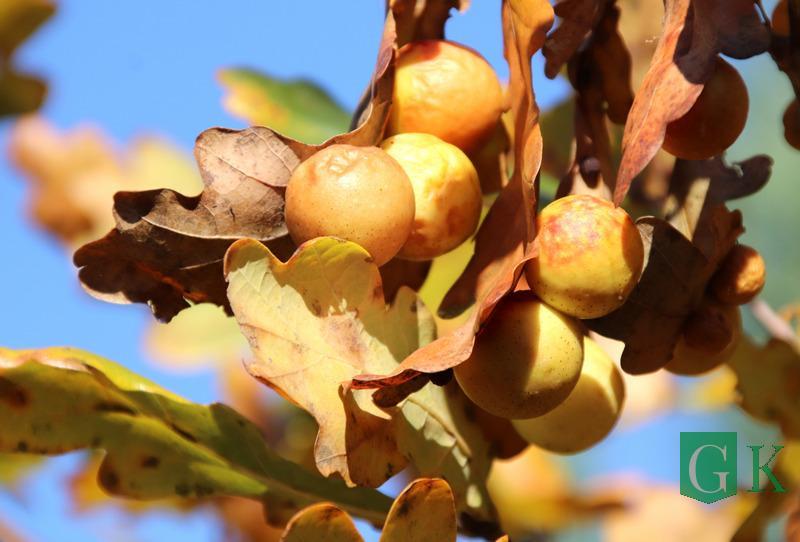 В Костюковичском районе на дубах выросли плоды, похожие на яблоки. Видео