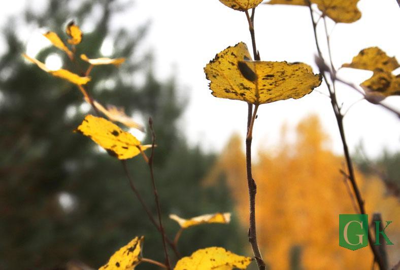 Осень в фотообъективе Людмилы Смоляковой