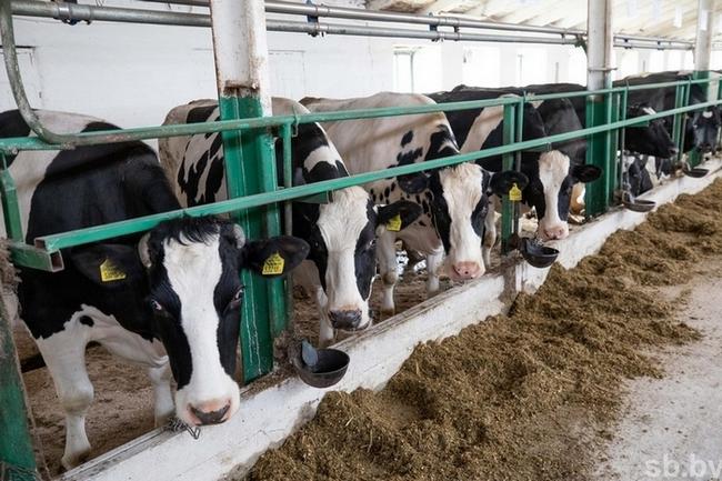 Какие результаты прогнозируются в молочном животноводстве по итогам года