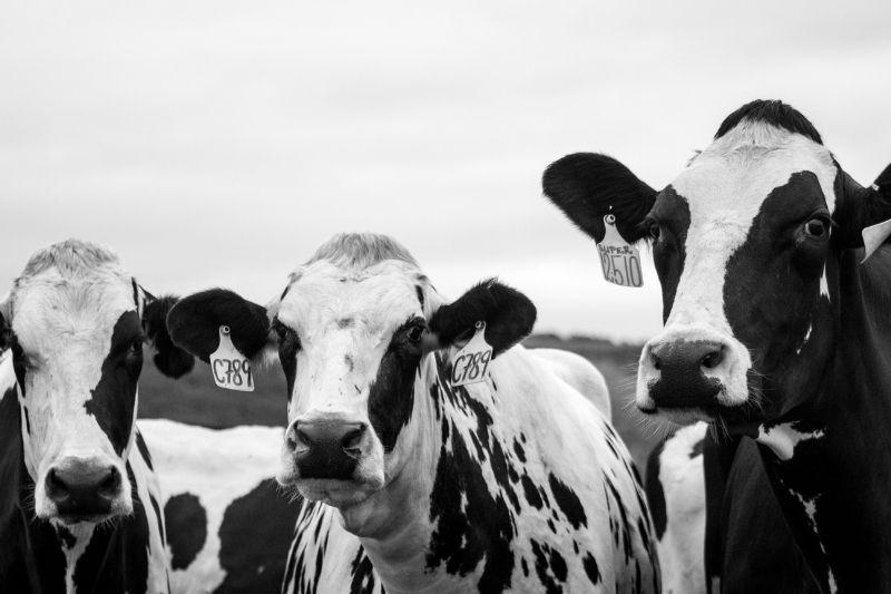 Недостатки в содержании скота зимой выявил КГК в хозяйствах Могилевской области