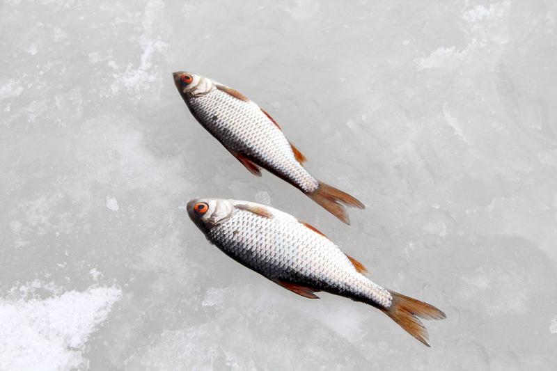 Почему происходит замор рыбы зимой и как этого не допустить