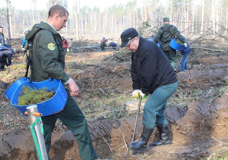 В лесах Могилевской области планируют высадить деревья на площади 3,5 тыс. га