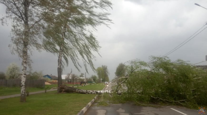 Ветер в Могилевской области повалил десятки деревьев, повреждены строения и авто