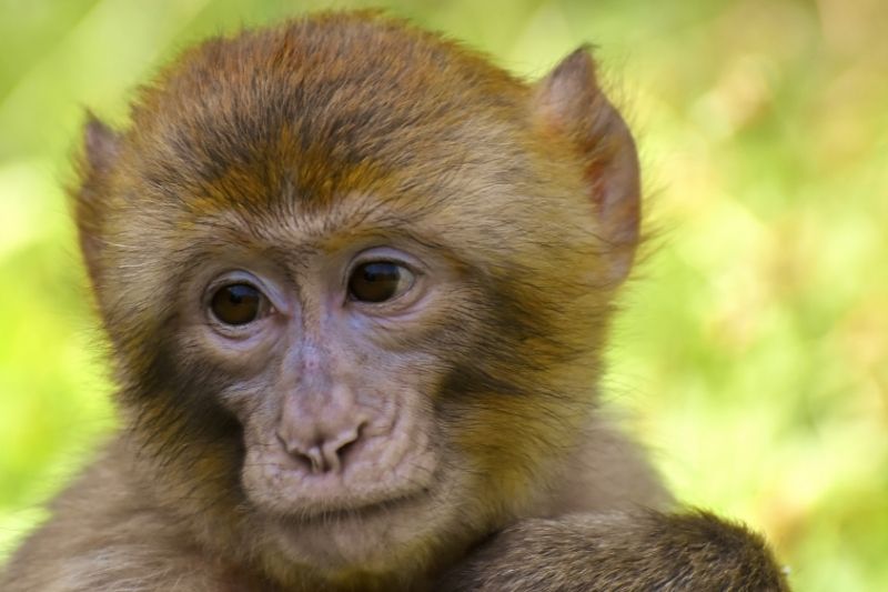 Оспа обезьян добралась до Европы: что надо знать о вирусе и как не заразиться