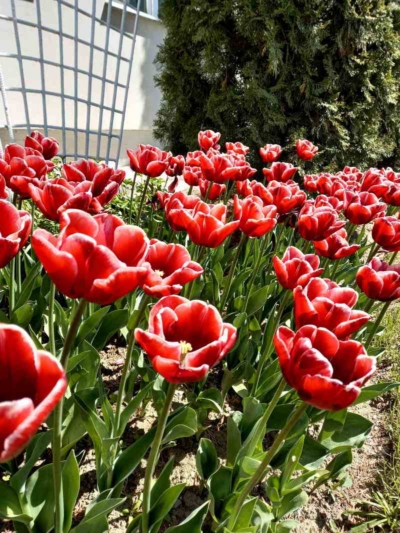 2,5 тысячи тюльпанов украшают территорию Белорусского цементного завода