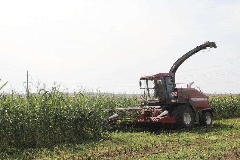 К уборке кукурузы приступили в Костюковичском районе