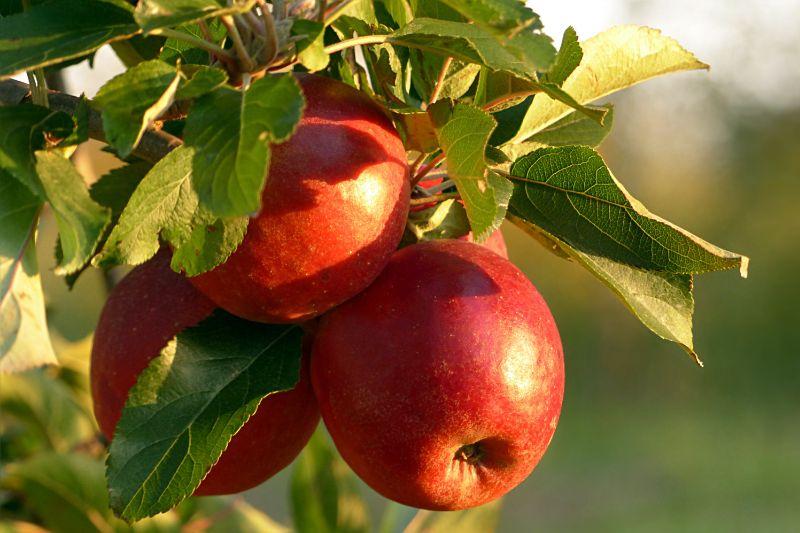 «Яблочный спас» отметят в Костюковичском районе 19 августа