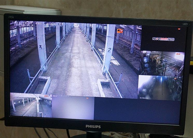 Какова эффективность камер видеонаблюдения в родильных залах на молочно-товарных фермах?